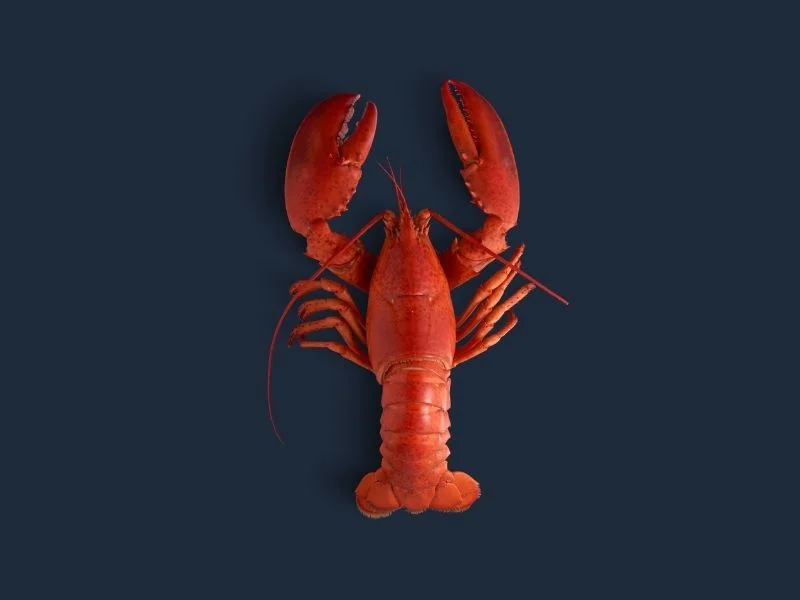 Canadian Lobster